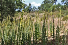 Verbascum simplex