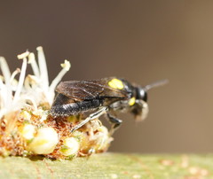 Amphylaeus morosus