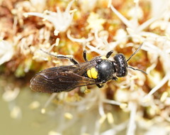 Amphylaeus morosus