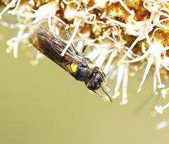 Amphylaeus morosus
