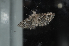 Alucita adriendenisi