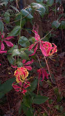 Gloriosa superba
