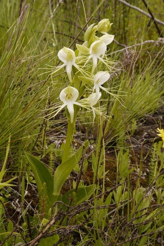 Habenaria decorata