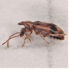 Notoxus desertus