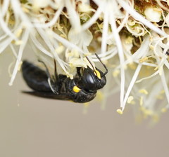 Amphylaeus morosus