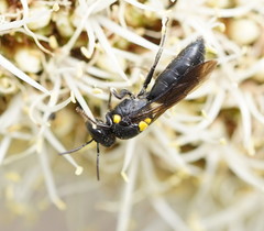 Amphylaeus morosus