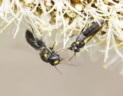 Amphylaeus morosus