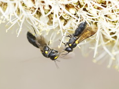 Amphylaeus morosus