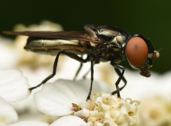 Chrysogaster solstitialis