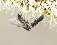 Amphylaeus morosus