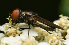 Chrysogaster solstitialis