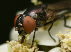 Chrysogaster solstitialis