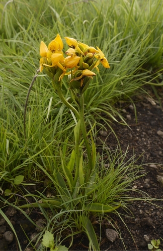 Platycoryne crocea subsp. montis-elgon image