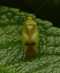 Neolygus viridis