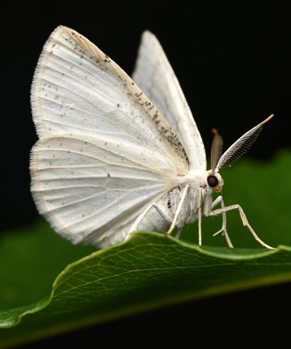 Pilkajuostis Balsvasprindis nuotrauka