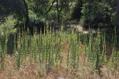 Verbascum simplex