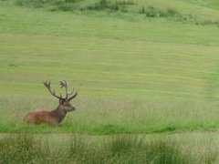 Cervus elaphus elaphus