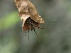 Phonognatha