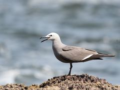 Leucophaeus modestus