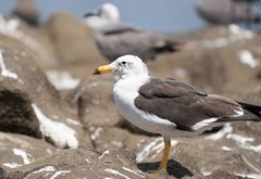 Larus belcheri