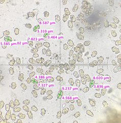 Inocybe nothomixtilis