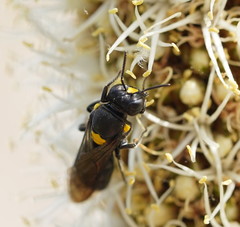 Amphylaeus morosus