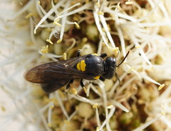 Amphylaeus morosus