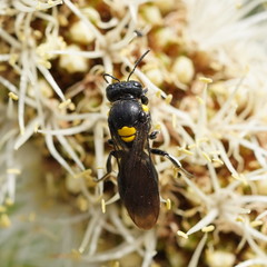 Amphylaeus morosus