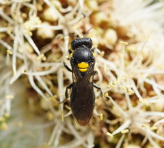 Amphylaeus morosus