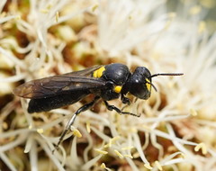 Amphylaeus morosus
