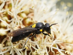 Amphylaeus morosus