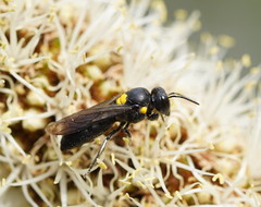 Amphylaeus morosus