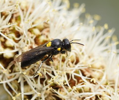 Amphylaeus morosus
