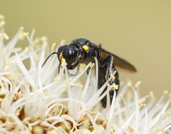 Amphylaeus morosus