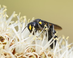 Amphylaeus morosus