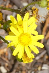 Senecio spanomerus