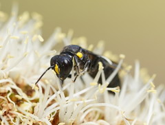 Amphylaeus morosus