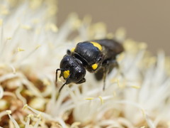Amphylaeus morosus