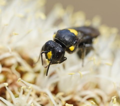 Amphylaeus morosus