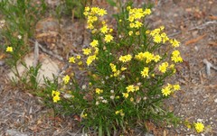 Senecio spanomerus