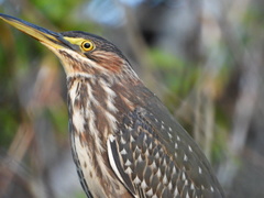 Butorides virescens image
