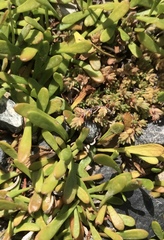 Crassula moschata