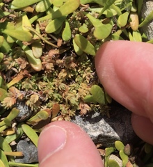 Crassula moschata