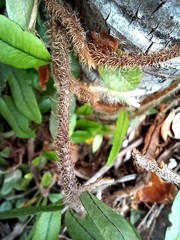 Microgramma crispata