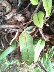 Microgramma crispata