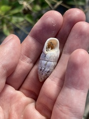 Cerion tridentatum