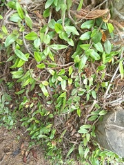 Microgramma crispata