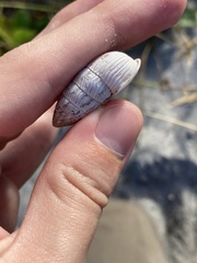 Cerion tridentatum