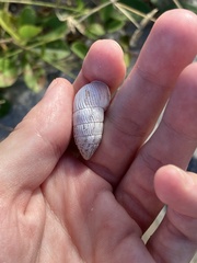 Cerion tridentatum