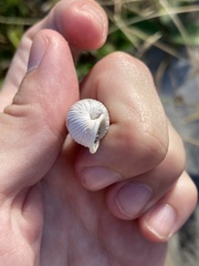 Cerion tridentatum